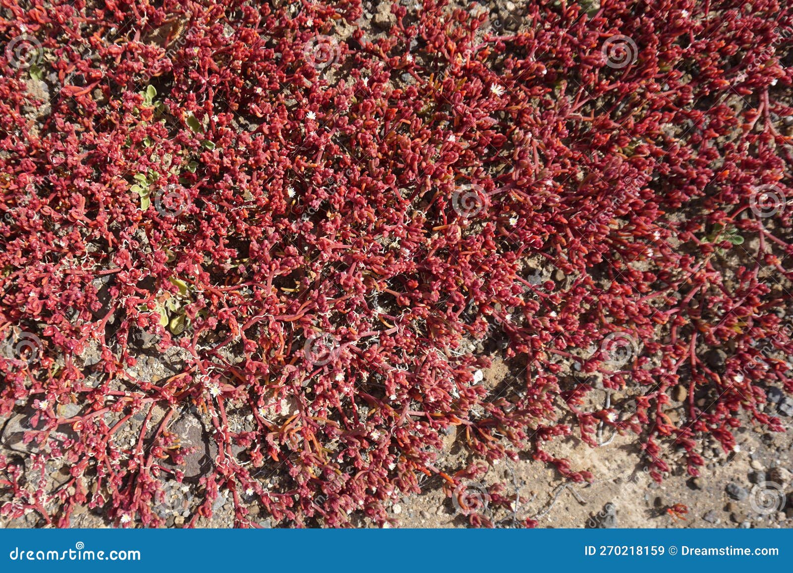 red crassula vaillantii or roth plants  close-up