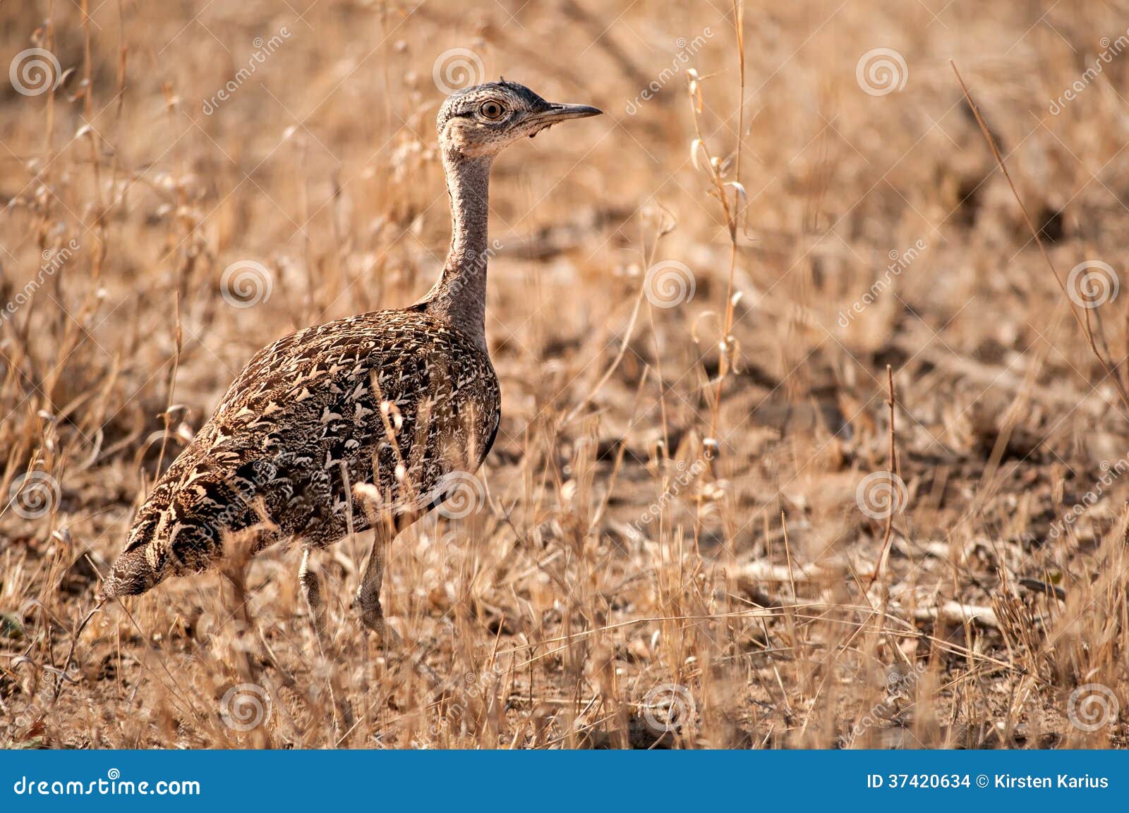 red-crested korhaan