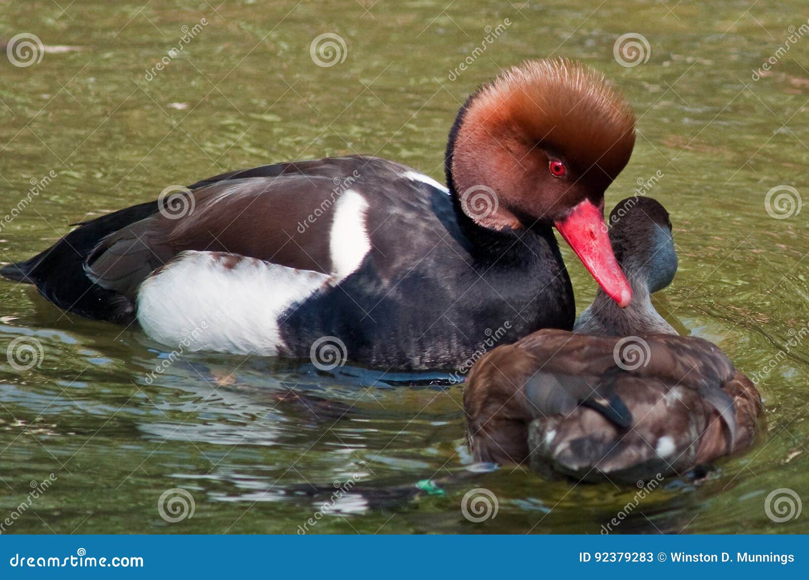 The Red-crested Pochard is a large diving duck. Their breeding habitat is lowland marshes and lakes in southern Europe and southern and central Asia. They are somewhat migratory, and northern birds winter further south and into north Africa.