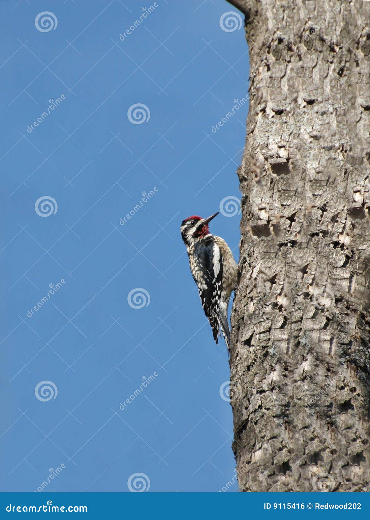 Red Crested Woodpecker stock photo. Image of outdoors - 9115416