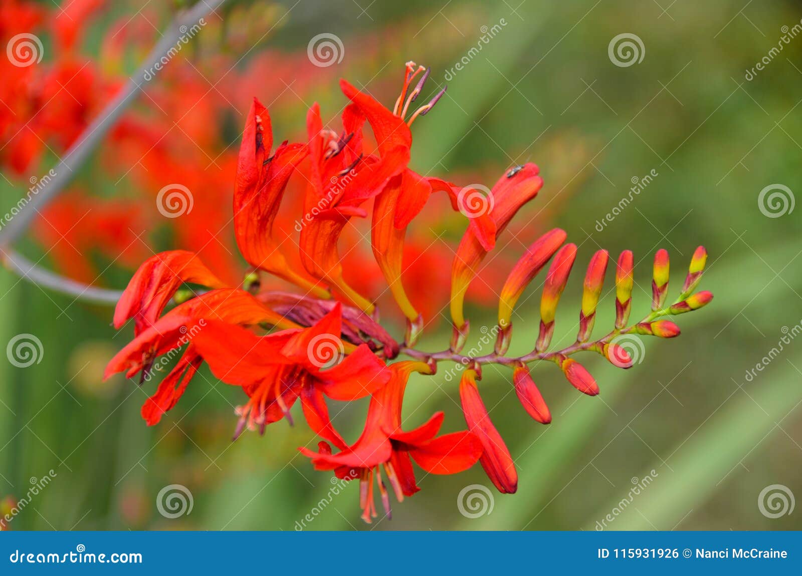 red crocosmia buds attract butterflies and hummingbirds