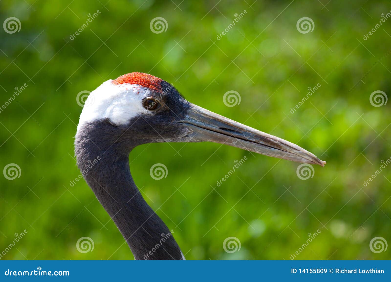 red crowned crane