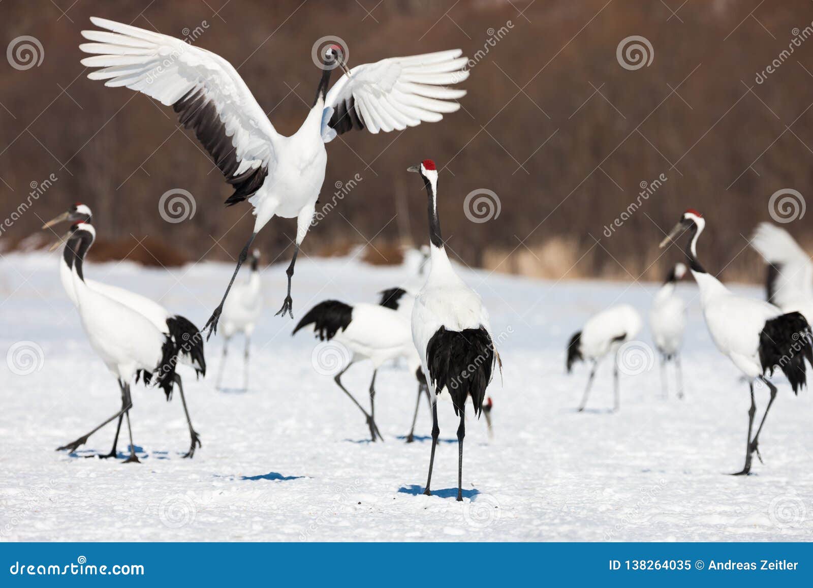 red-crowned crane bird dancing on snow and flying in kushiro, hokkaido island, japan in winter season