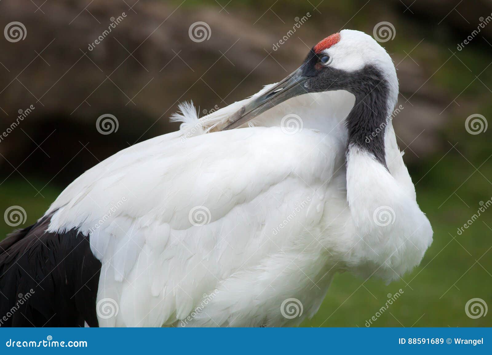 red-crowned crane grus japonensis