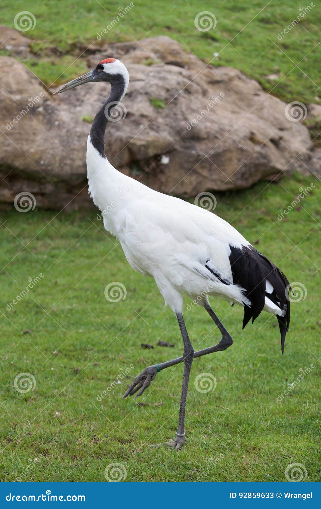 red-crowned crane grus japonensis