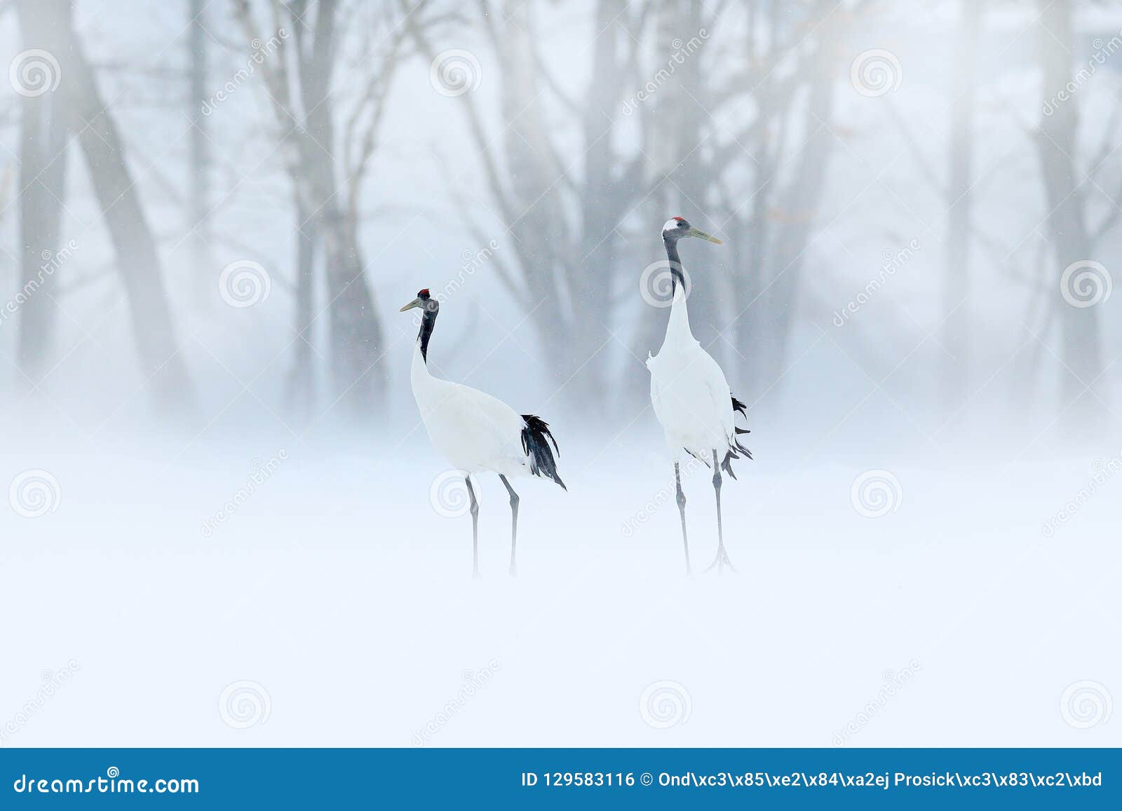 red-crowned crane, grus japonensis, walking in the snow, hokkaido, japan. beautiful bird in the nature habitat. wildlife scene fro