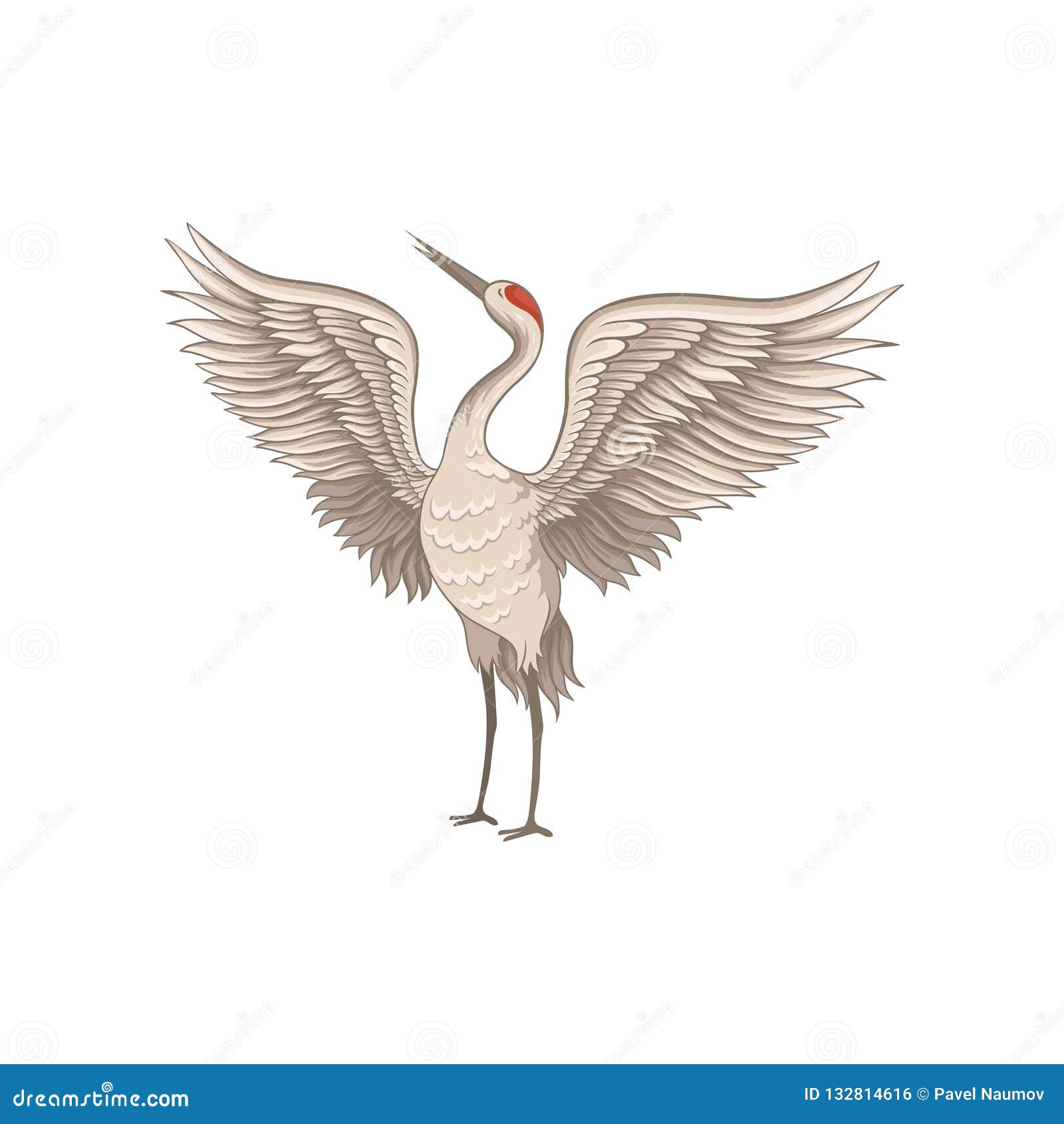 red-crowned crane standing with wide open wings. graceful bird with long thin beak, legs and neck. flat 