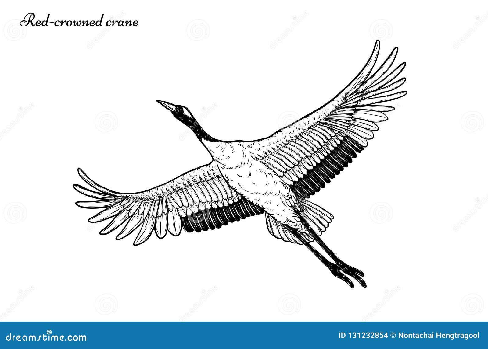 Red-crowned Crane Vector Flying by Hand Drawing. Stock Vector