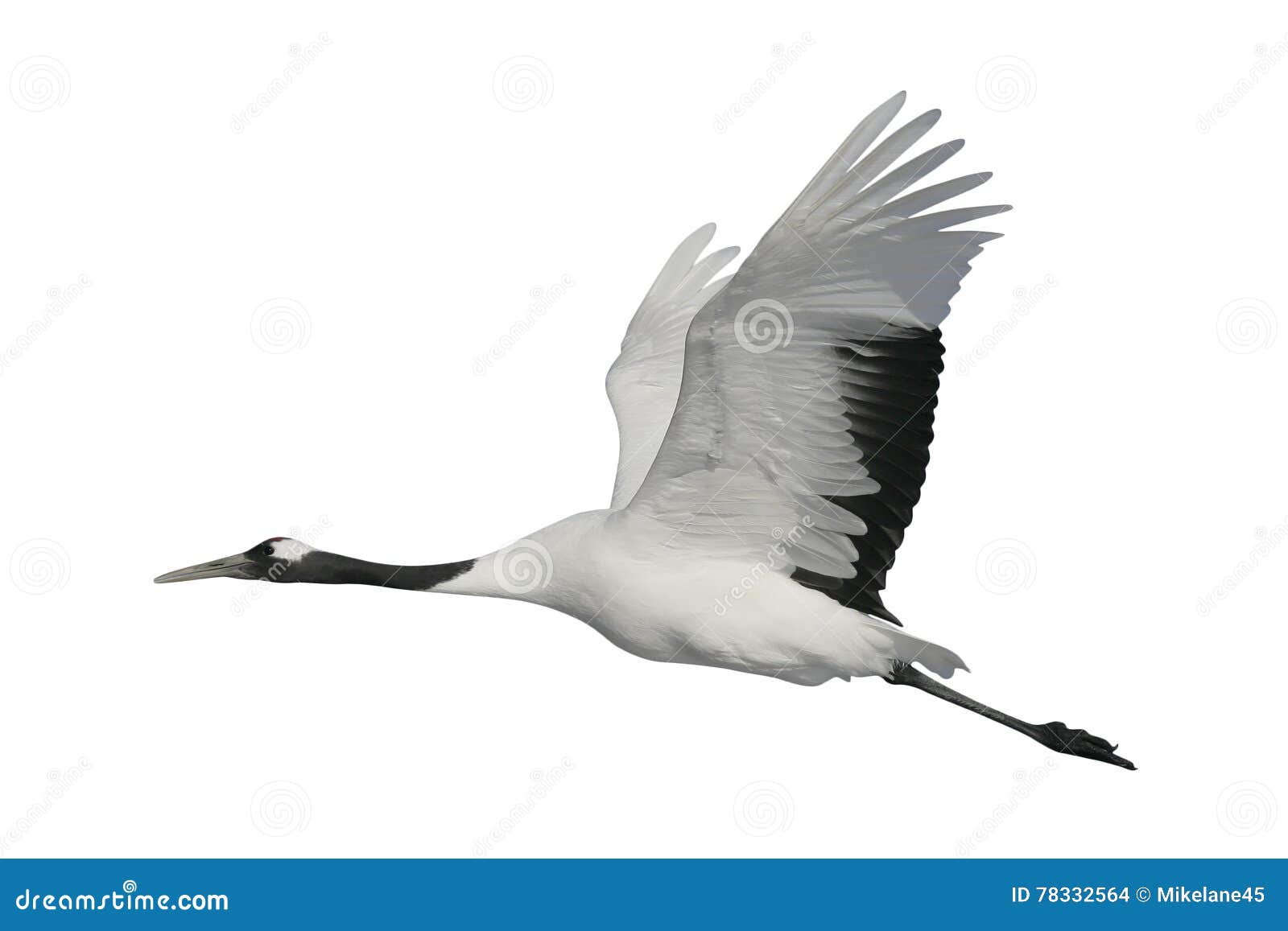 red-crowned or japanese crane, grus japonensis,