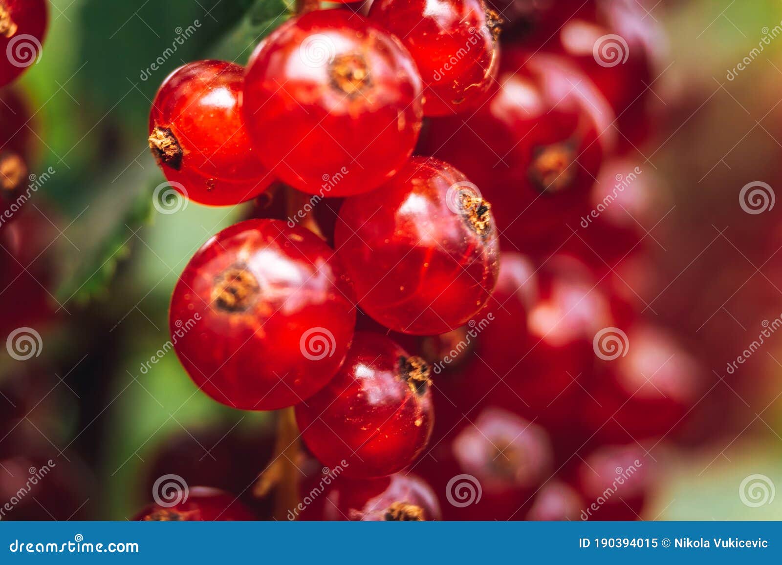 red currant fruit macro on table