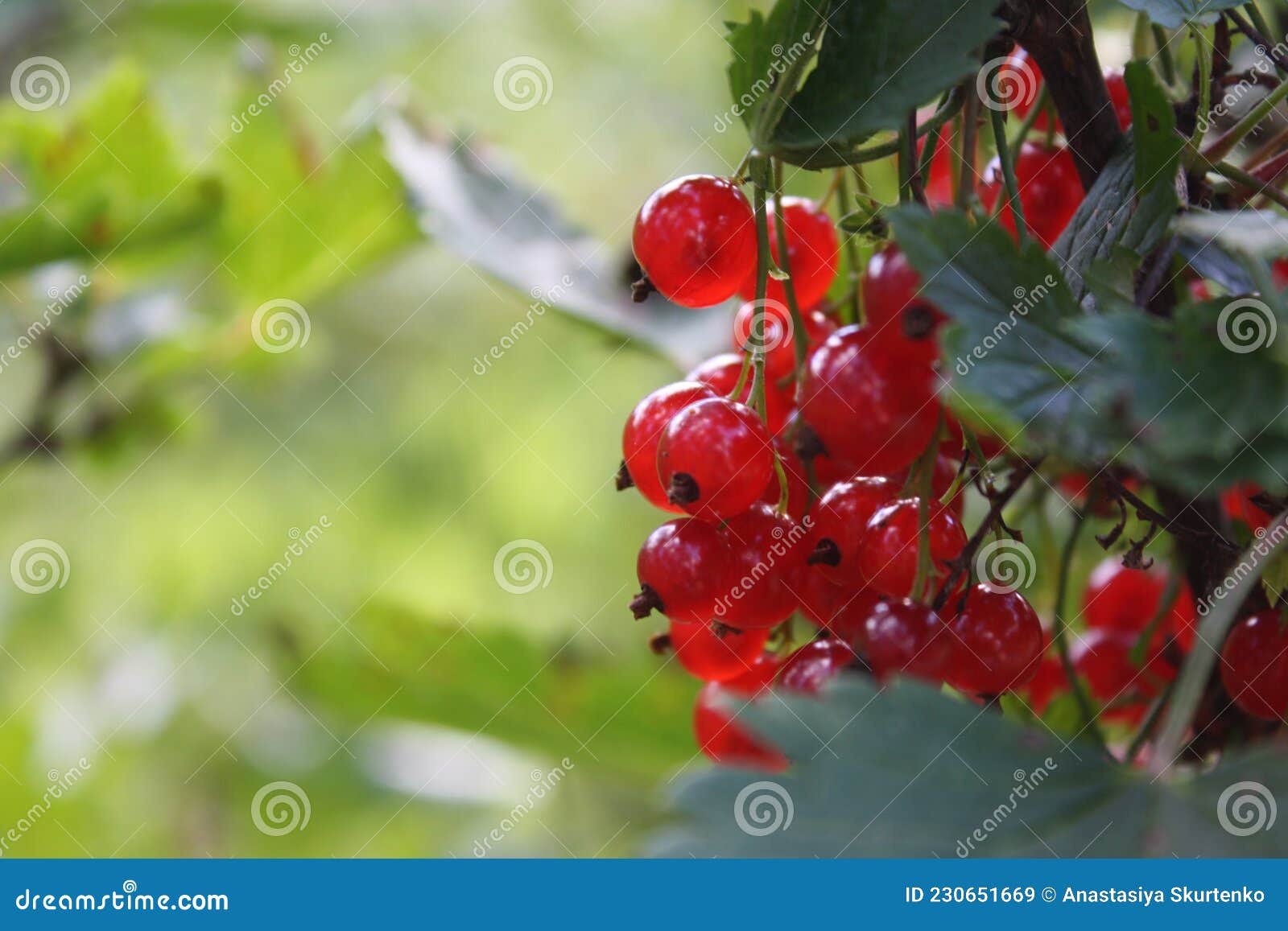 red currant in my garden