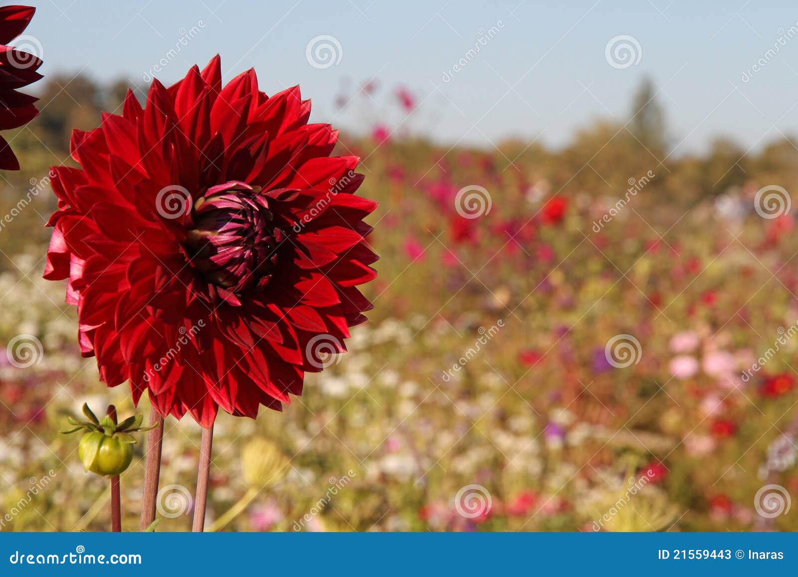 red dahlia in flower field