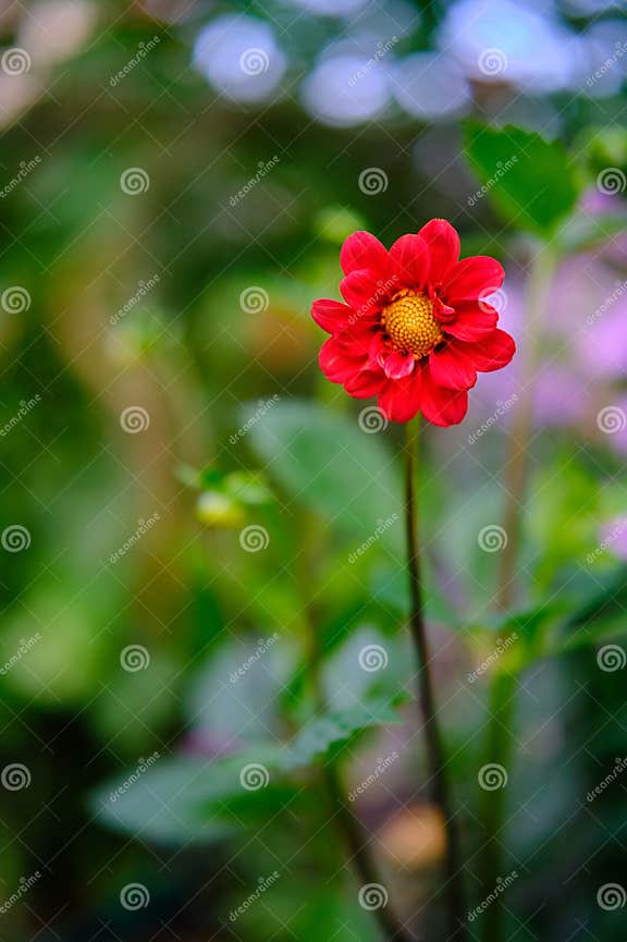 Red Dahlia, Whose Botanical Name is Dahlia Coccinea Stock Image Image