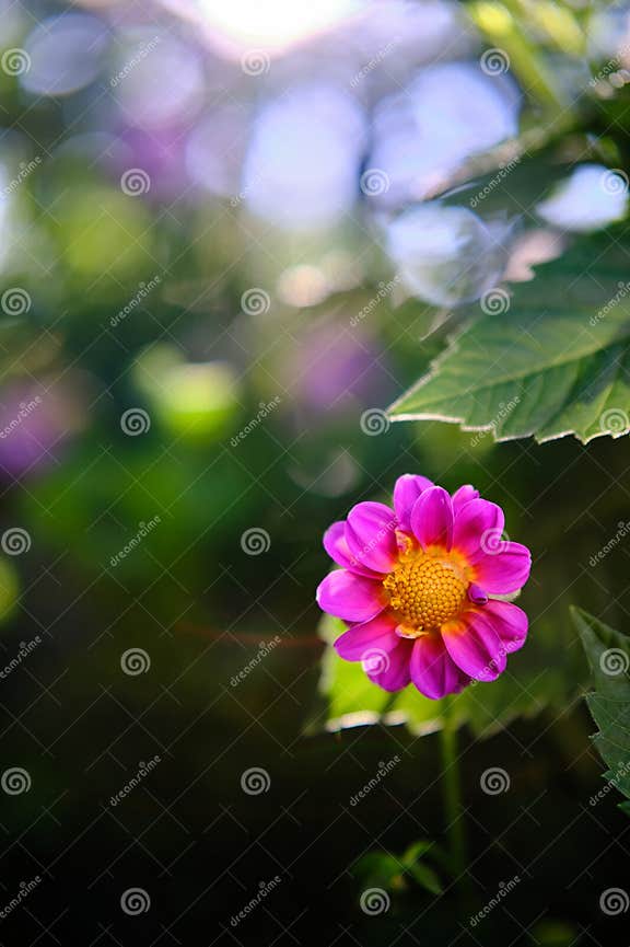 Red Dahlia, Whose Botanical Name is Dahlia Coccinea Stock Image Image