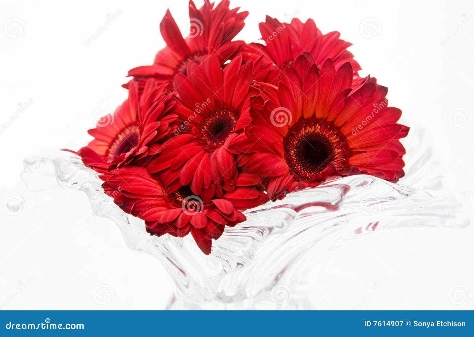 Red Daisies stock image. Image of blossom, botanical, aromatic 7614907
