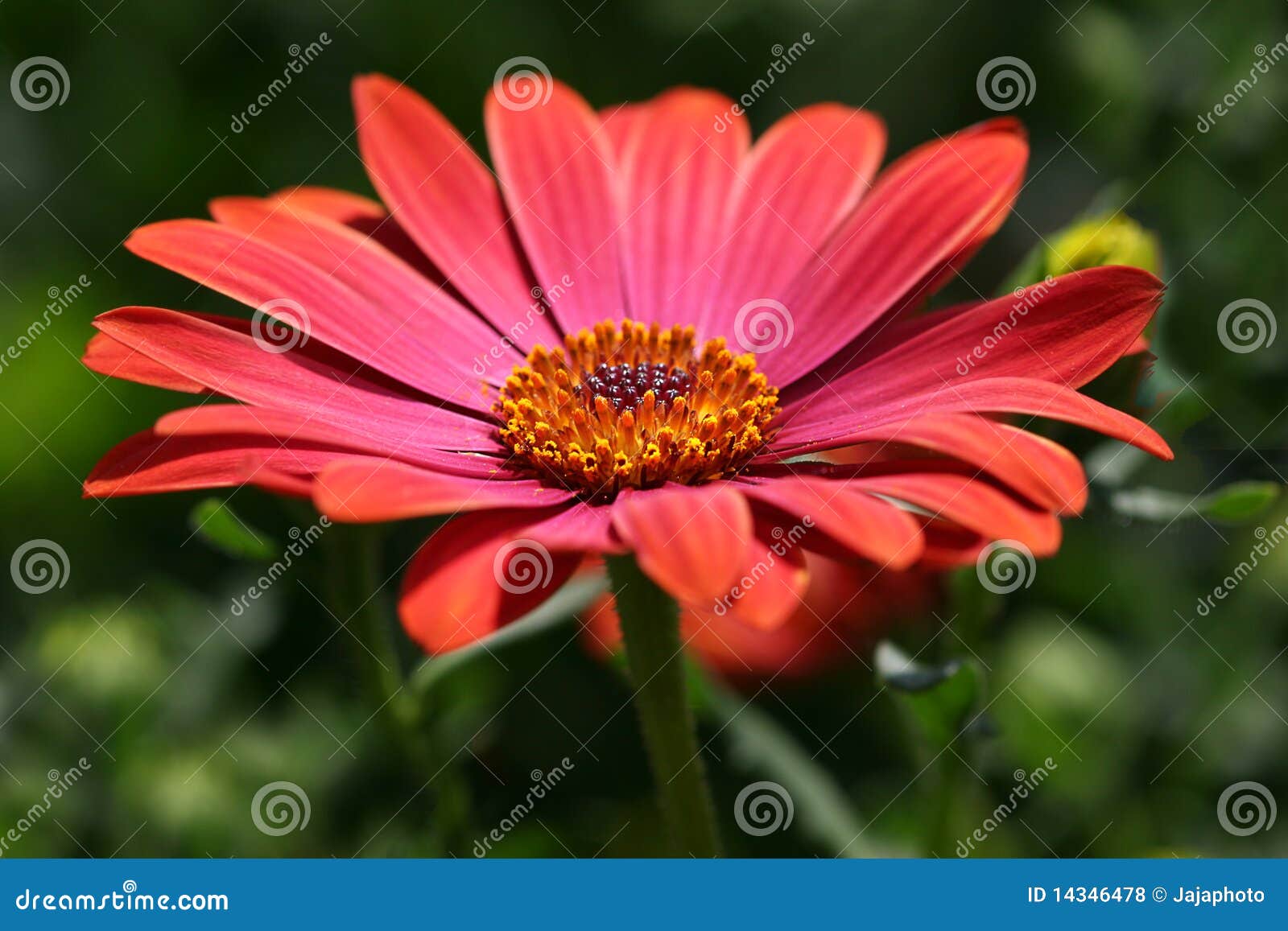 Red daisy stock photo. Image of ecology, floral, cool 14346478