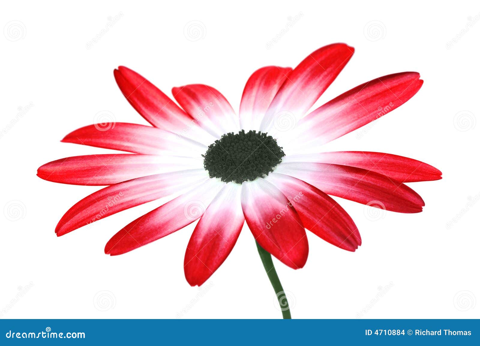 Red daisy stock photo. Image of detail, hybrid, flower 4710884