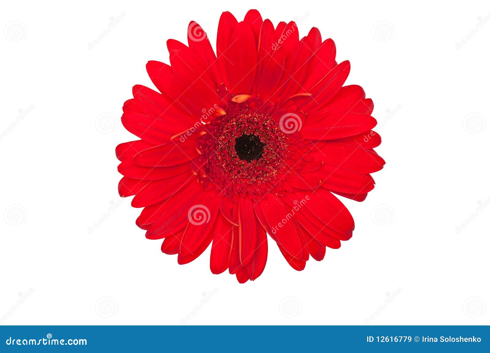 RED DAISY FLOWER stock image. Image of beauty, plantlife 12616779