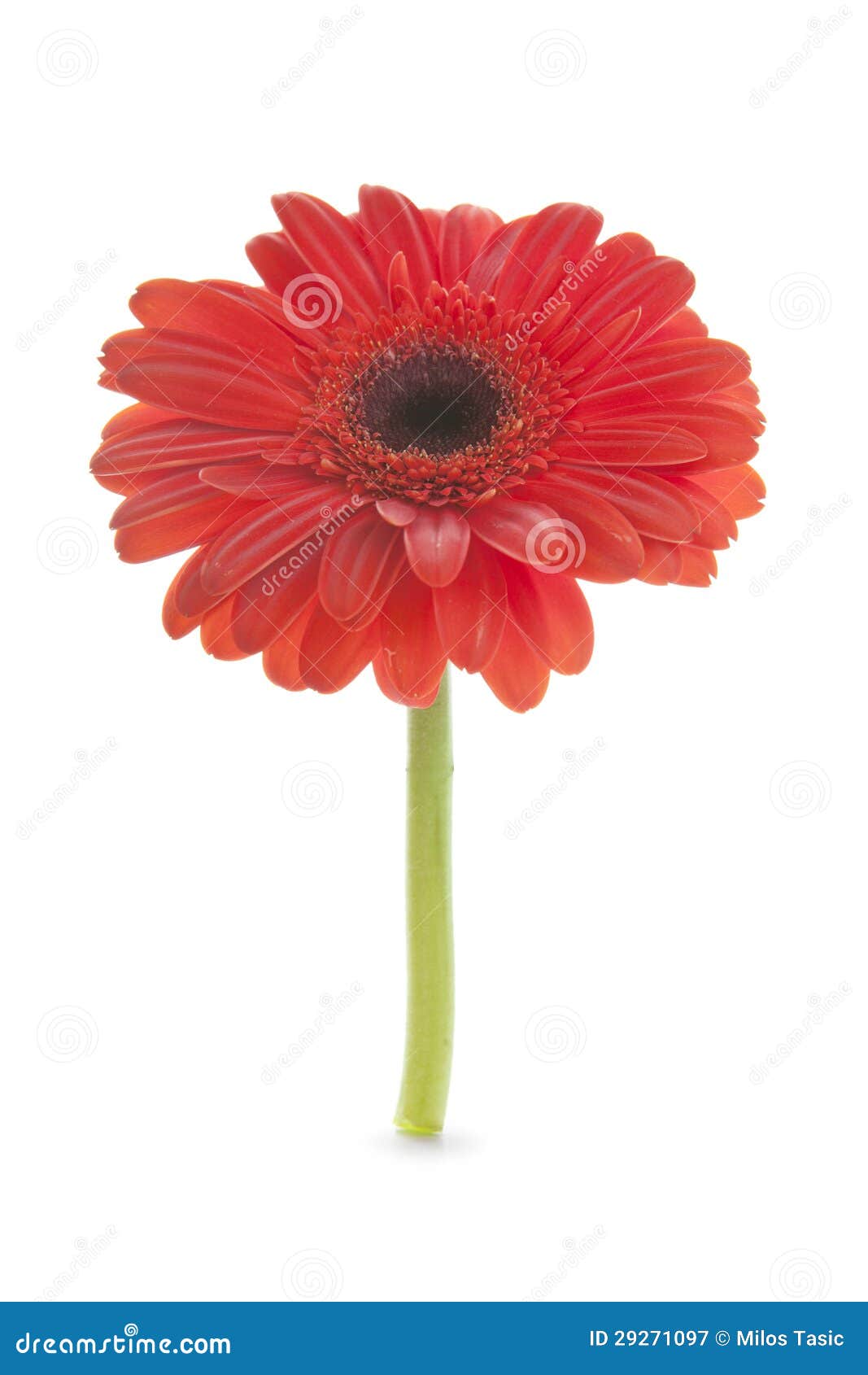 Red daisy flower stock image. Image of bright, beautiful 29271097