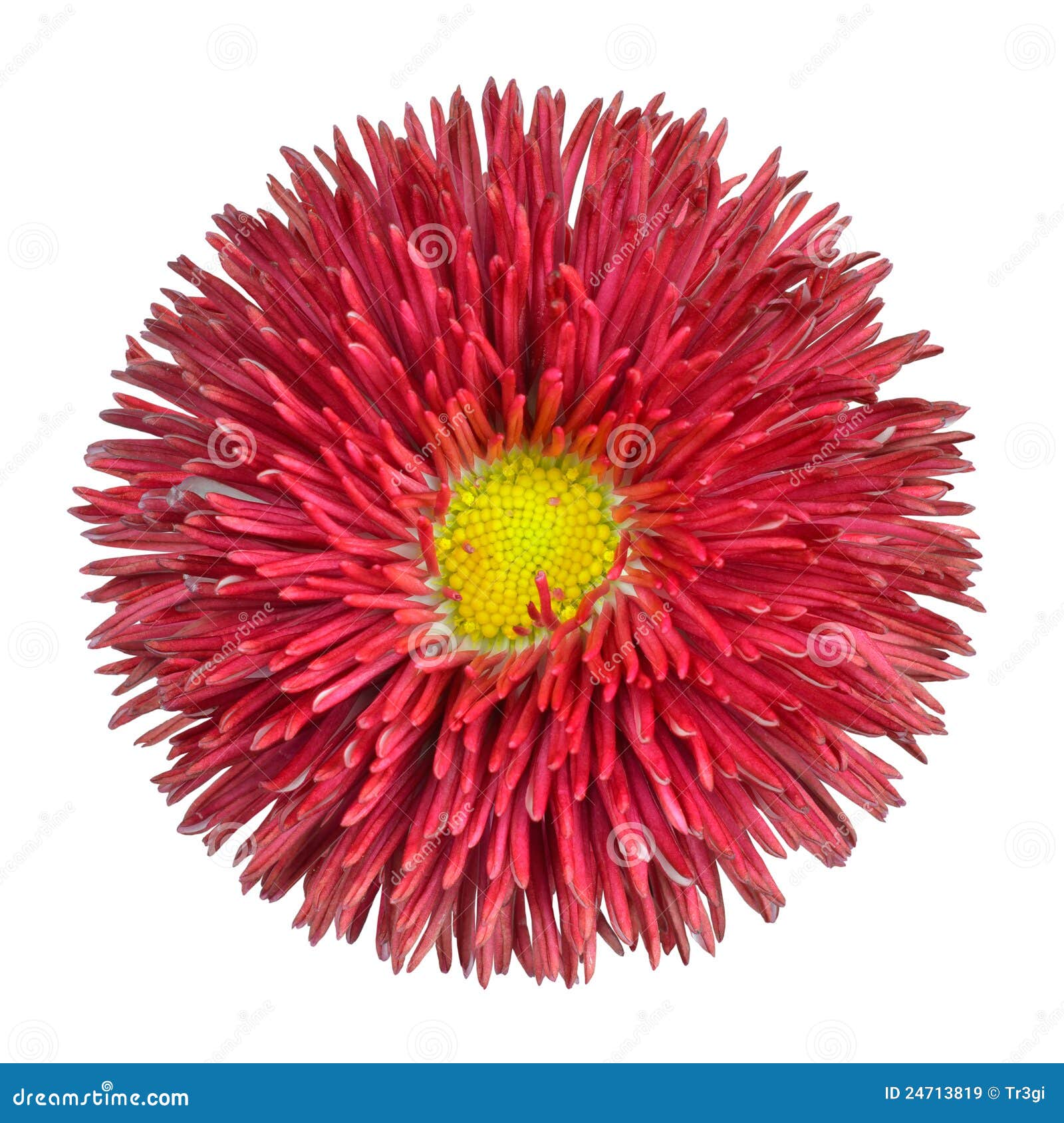 Red Daisy Flower Head with Yellow Center Isolated Stock Image - Image