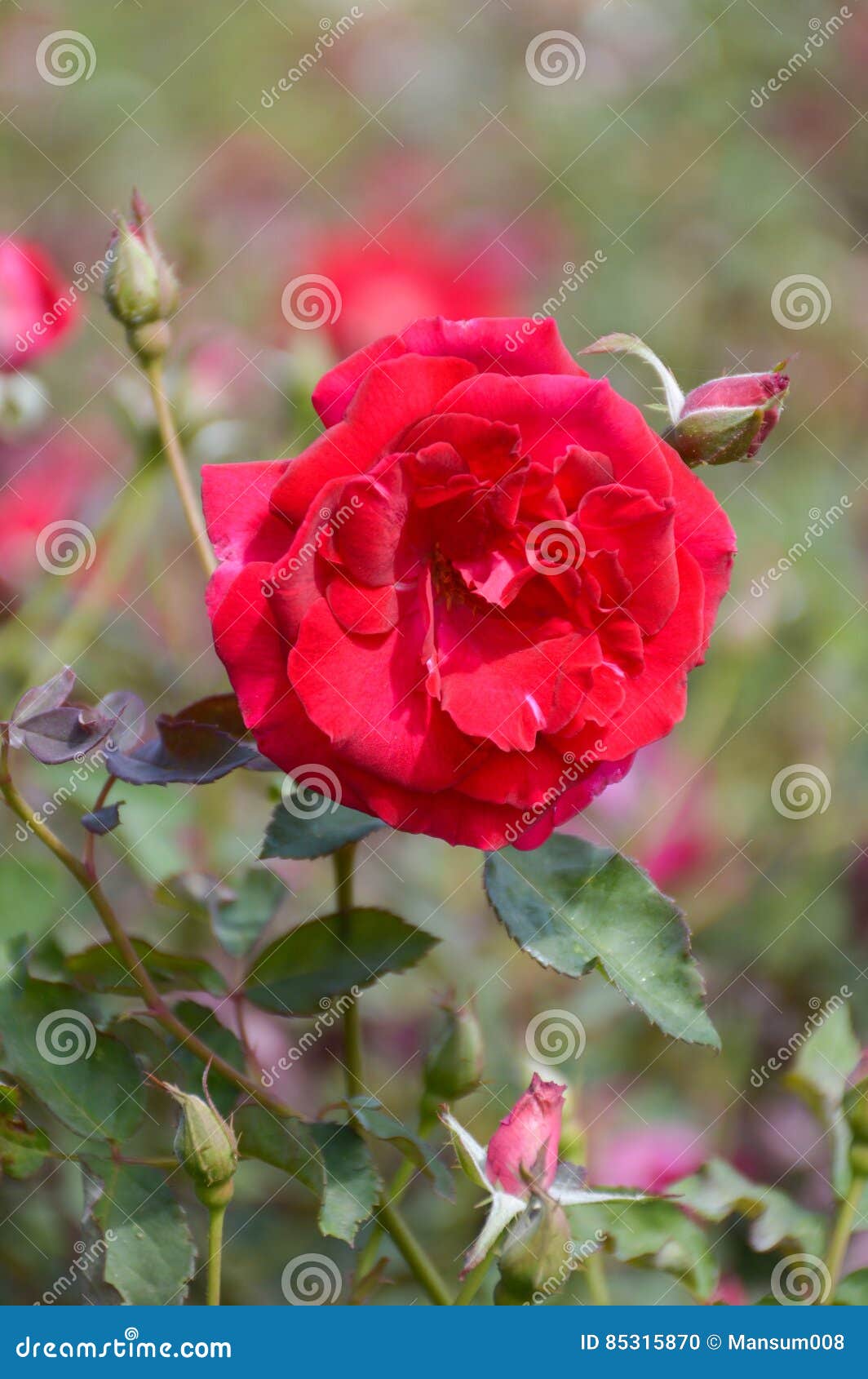 Red damask rose flower stock photo. Image of rose, blossom 85315870