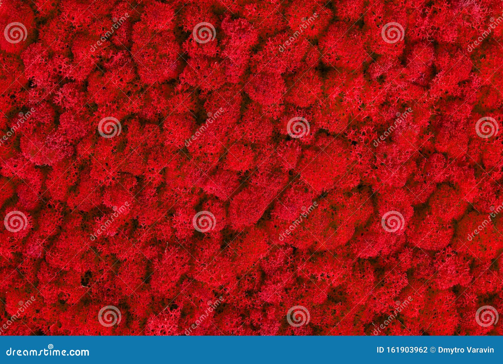 Green decorative moss texture. Wall from moss background. Stock Photo