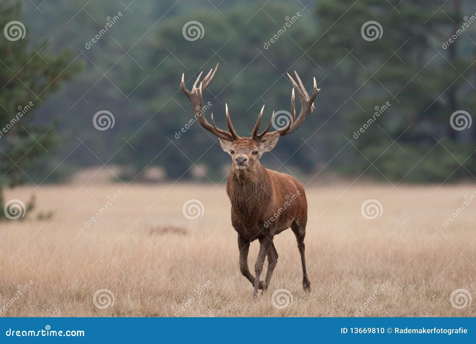 36,278 Rut Stock Photos