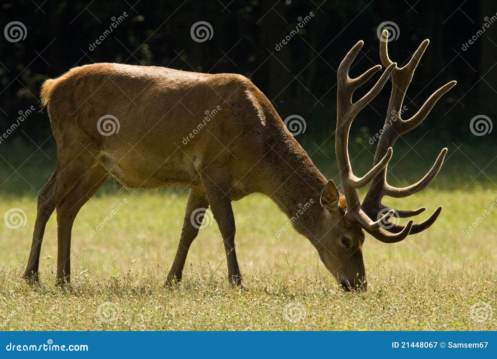 Red Deer stock image. Image of scene, color, plant, beauty - 21448067