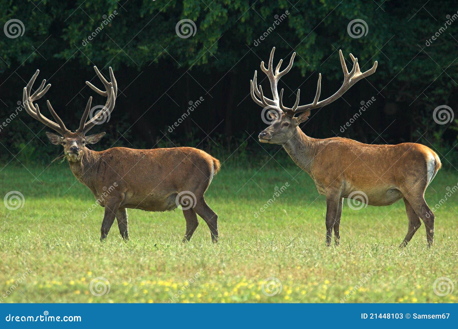 Red Deer stock image. Image of scenics, color, landscape - 21448103