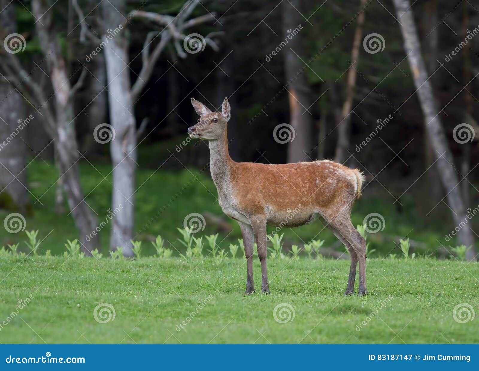 Red Deer Walking in the Forest in Quebec, Canada Stock Image Image of