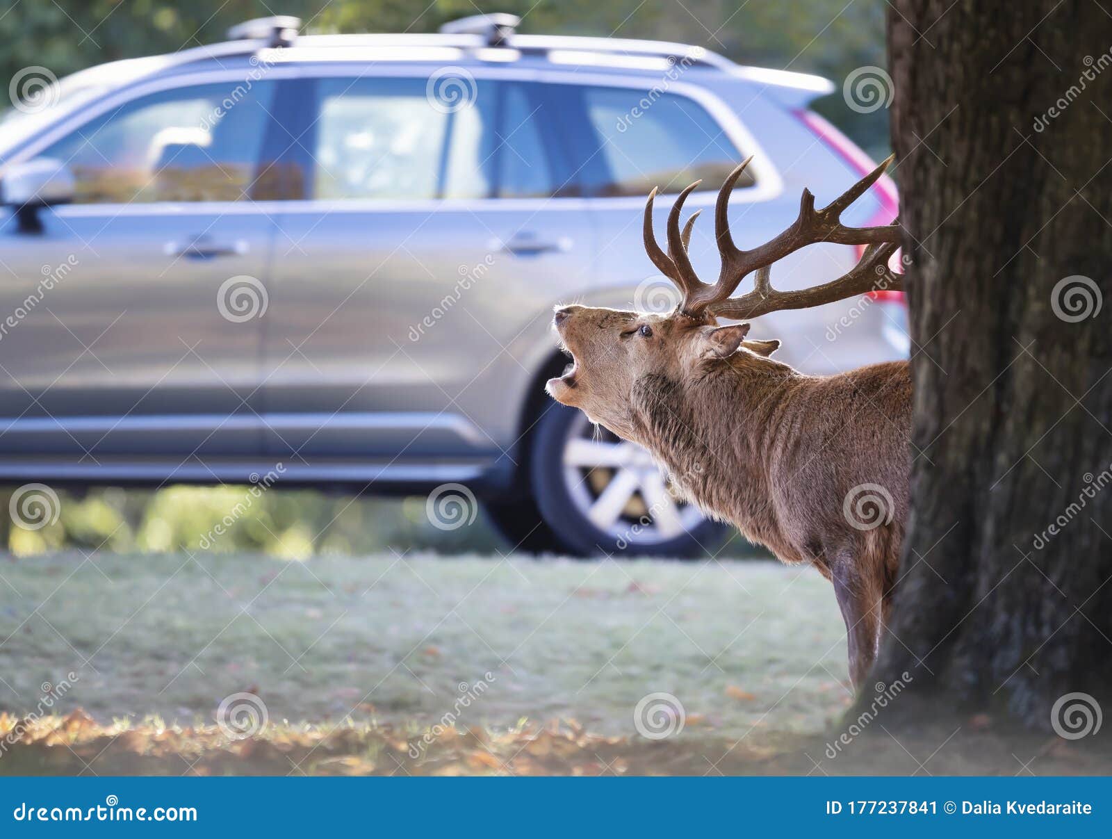 Red Deer Calling in Urban Environment Stock Image Image of national