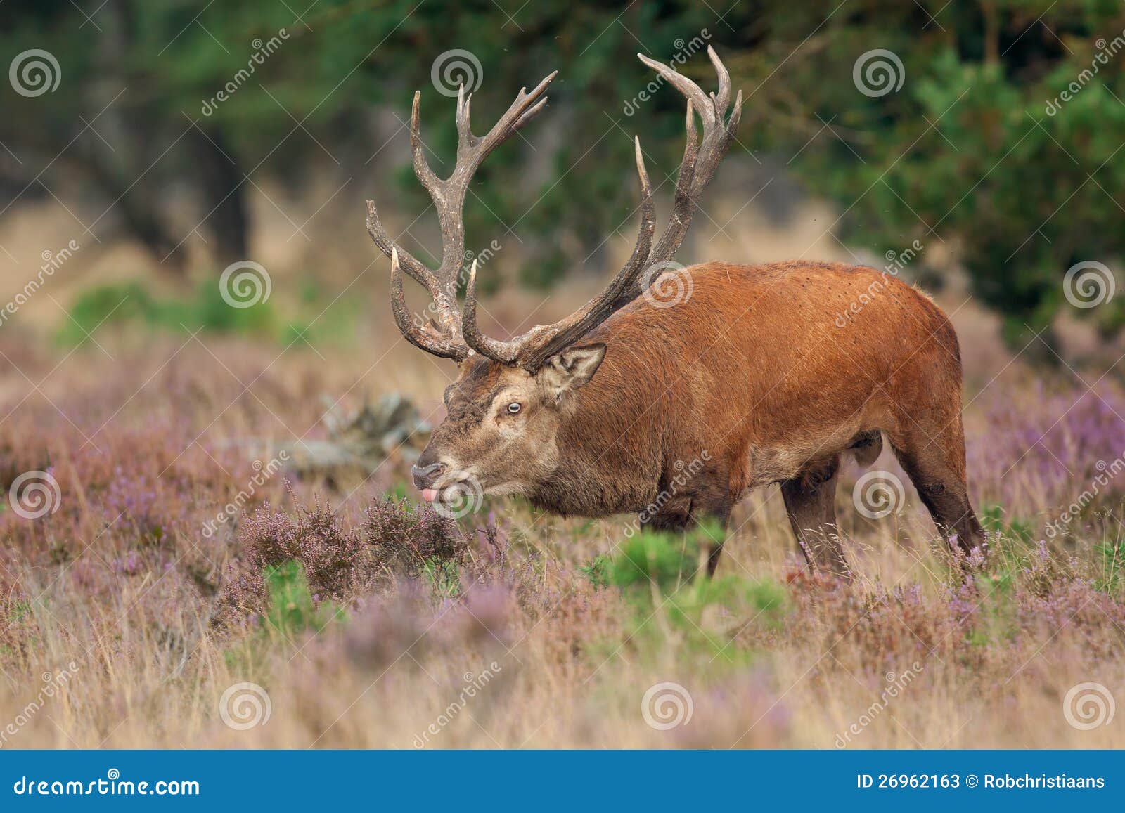 red deer (cervus elaphus).