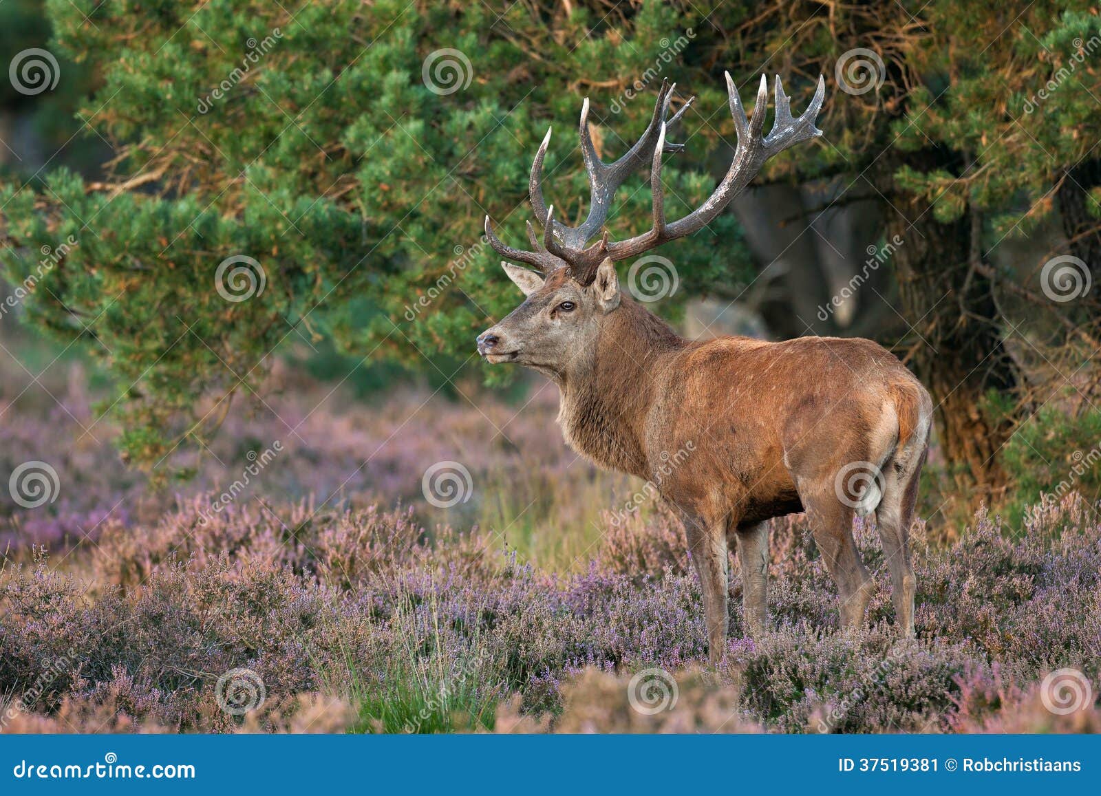 red deer (cervus elaphus).