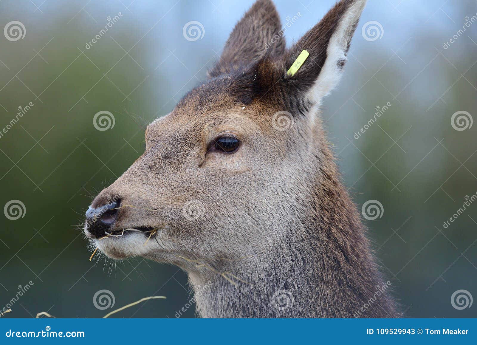 Red deer eating hay stock image. Image of head, ruminant 109529943