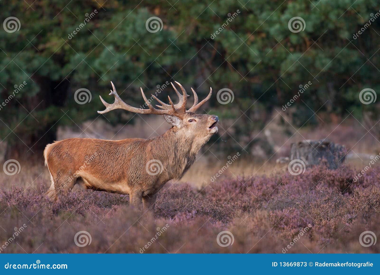 Red Deer grunt stock image. Image of color, meadow, animal 13669873