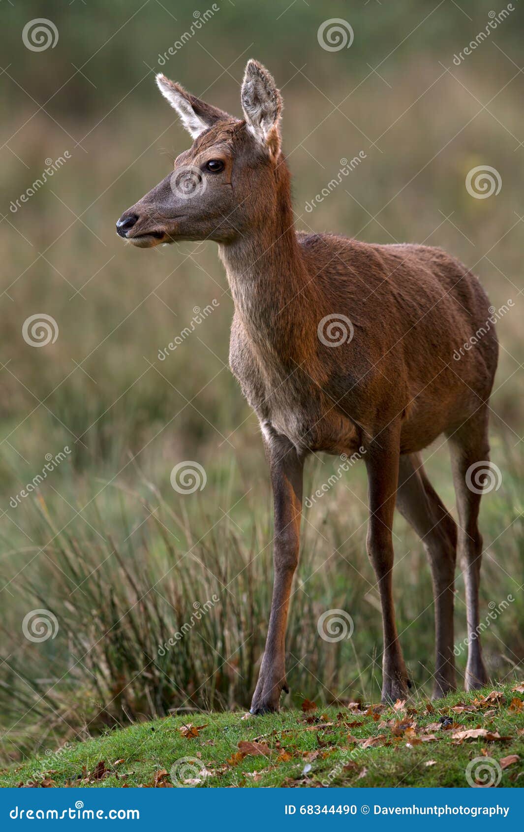Red Deer Hind (Cervus Elaphus) Stock Photo Image of hind, autumn