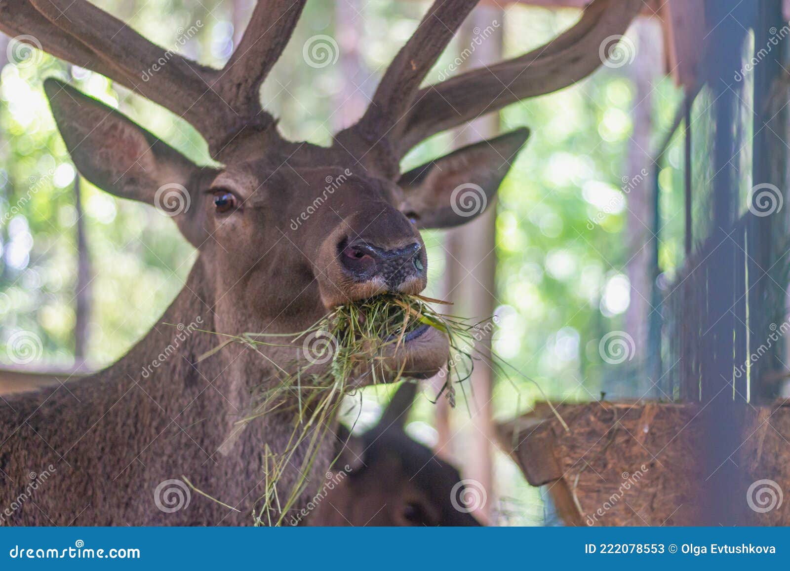 A Red Deer with Large Horns Eats Hay from a Feeder Stock Image Image