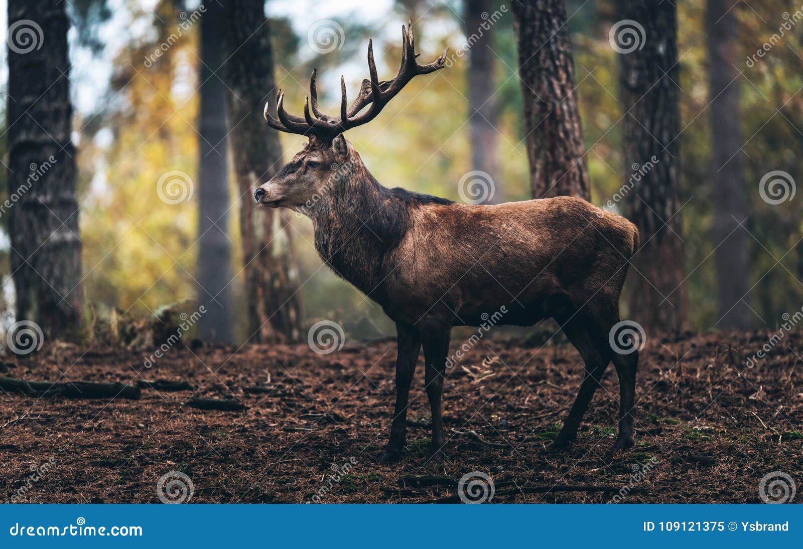 Red Deer Male in a Fall Pine Tree Forest. Side View. Stock Image