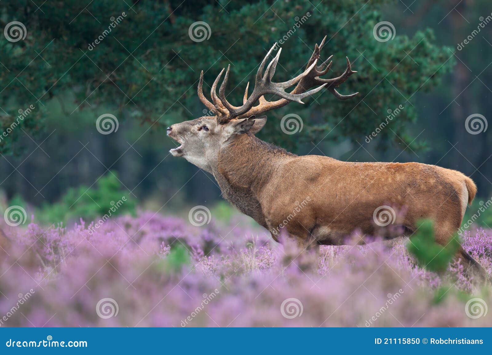 red deer during mating season