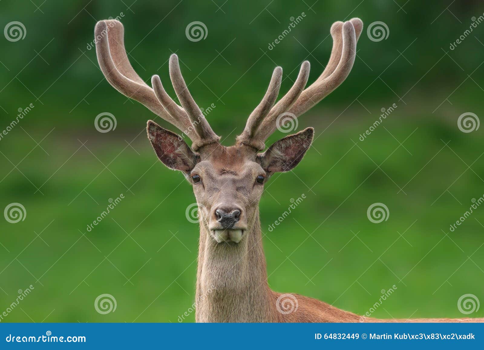 red deer portrait with fuzzy velvet antler