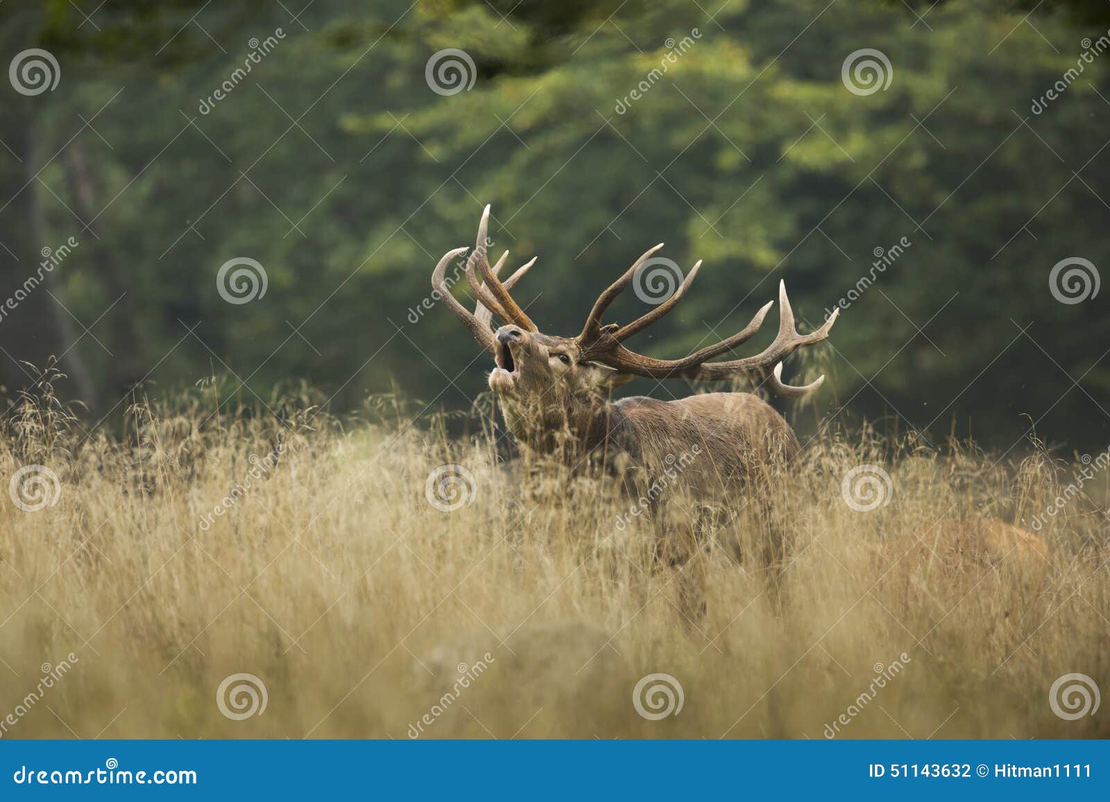 Red Deer Rut. European Red Deer during the rut