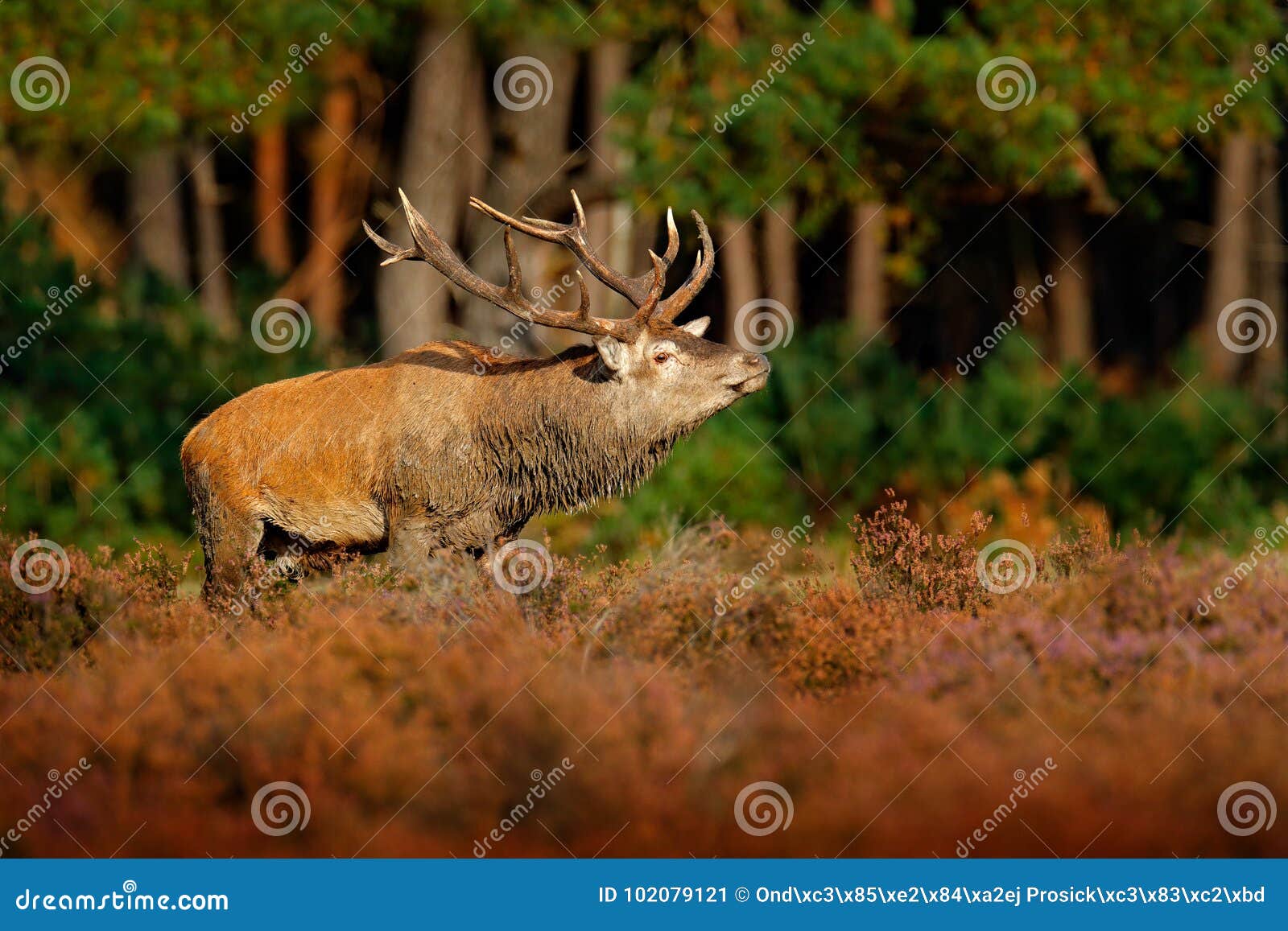 red deer, rutting season in np hoge veluwe, netherlands. deer stag, bellow majestic powerful adult animal outside wood, big anima