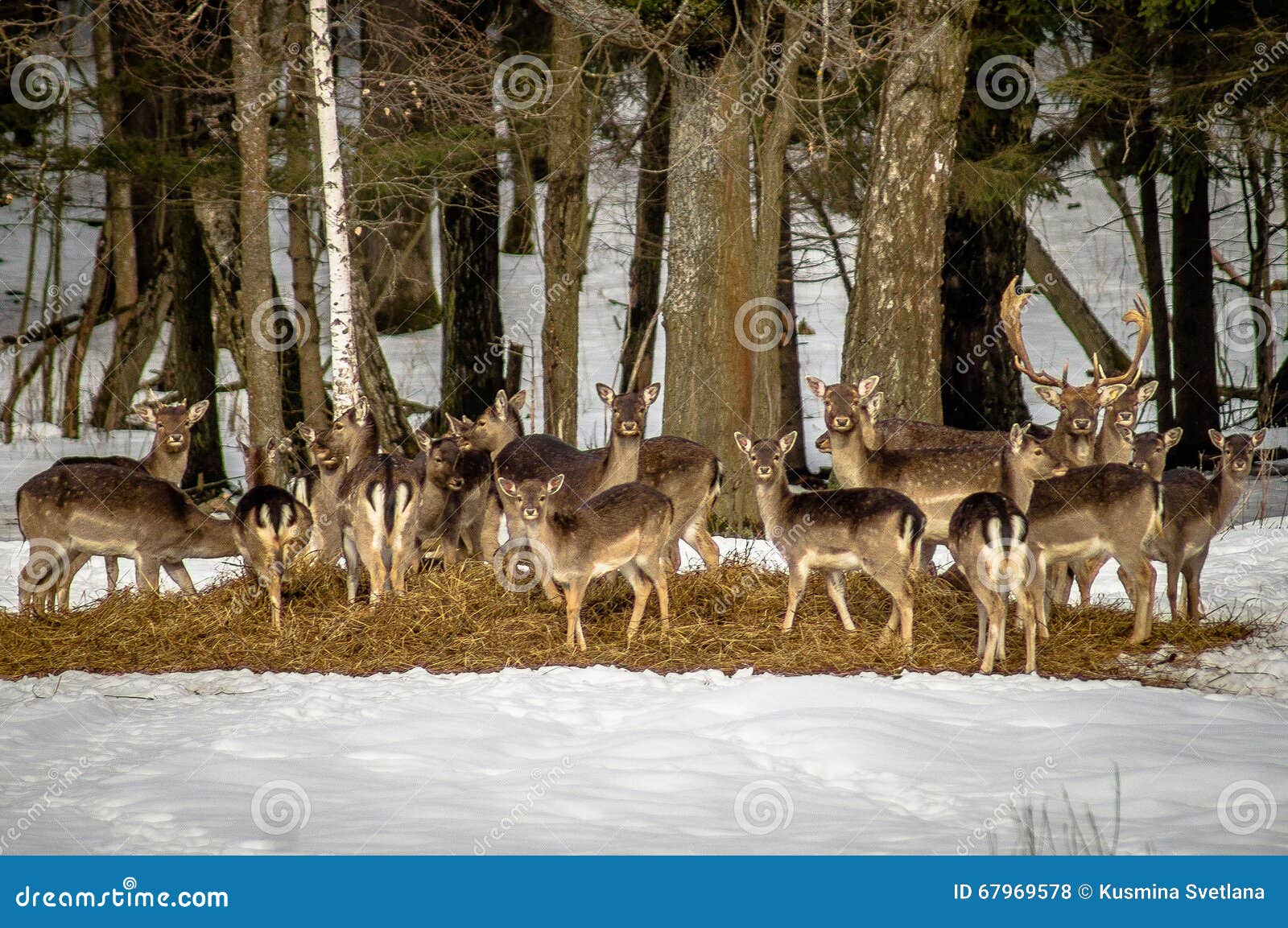 108 Deer Salt Lick Stock Photos