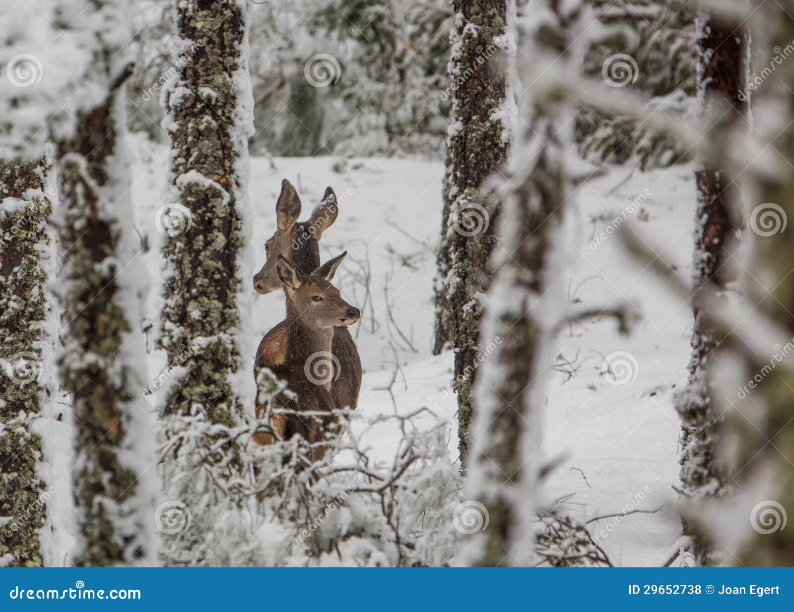 red deer in snowed forest
