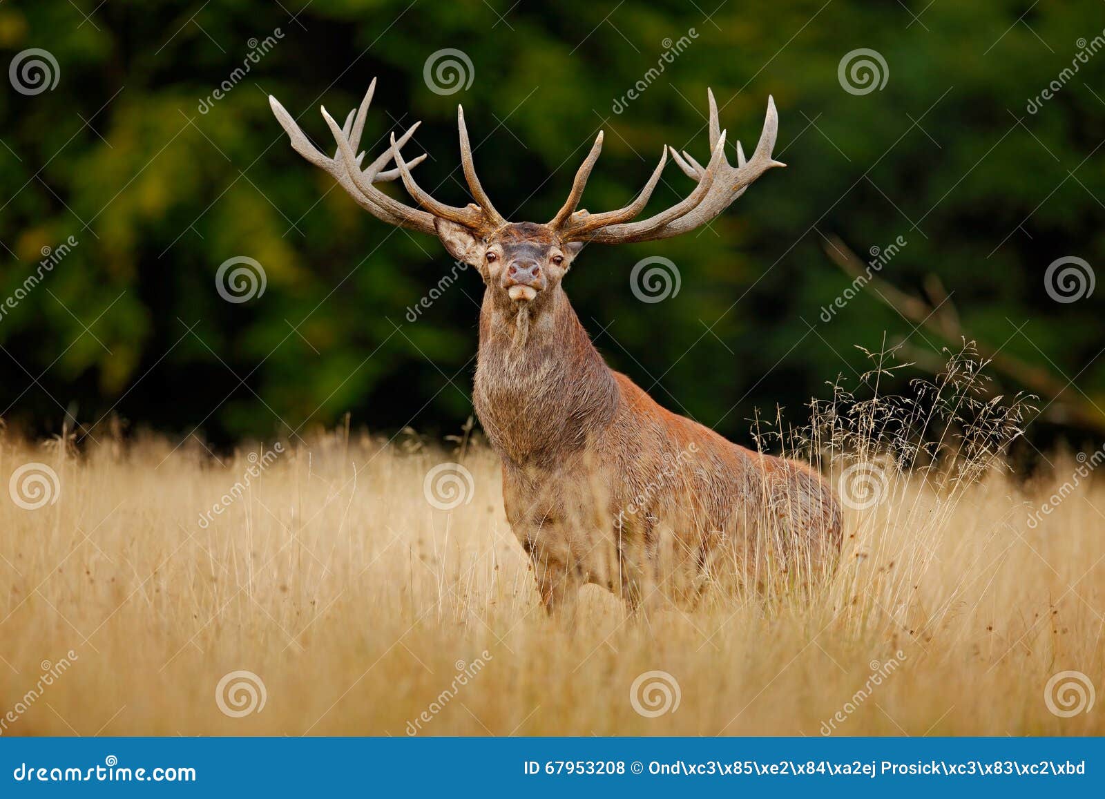 red deer stag, bellow majestic powerful adult animal outside autumn forest, france