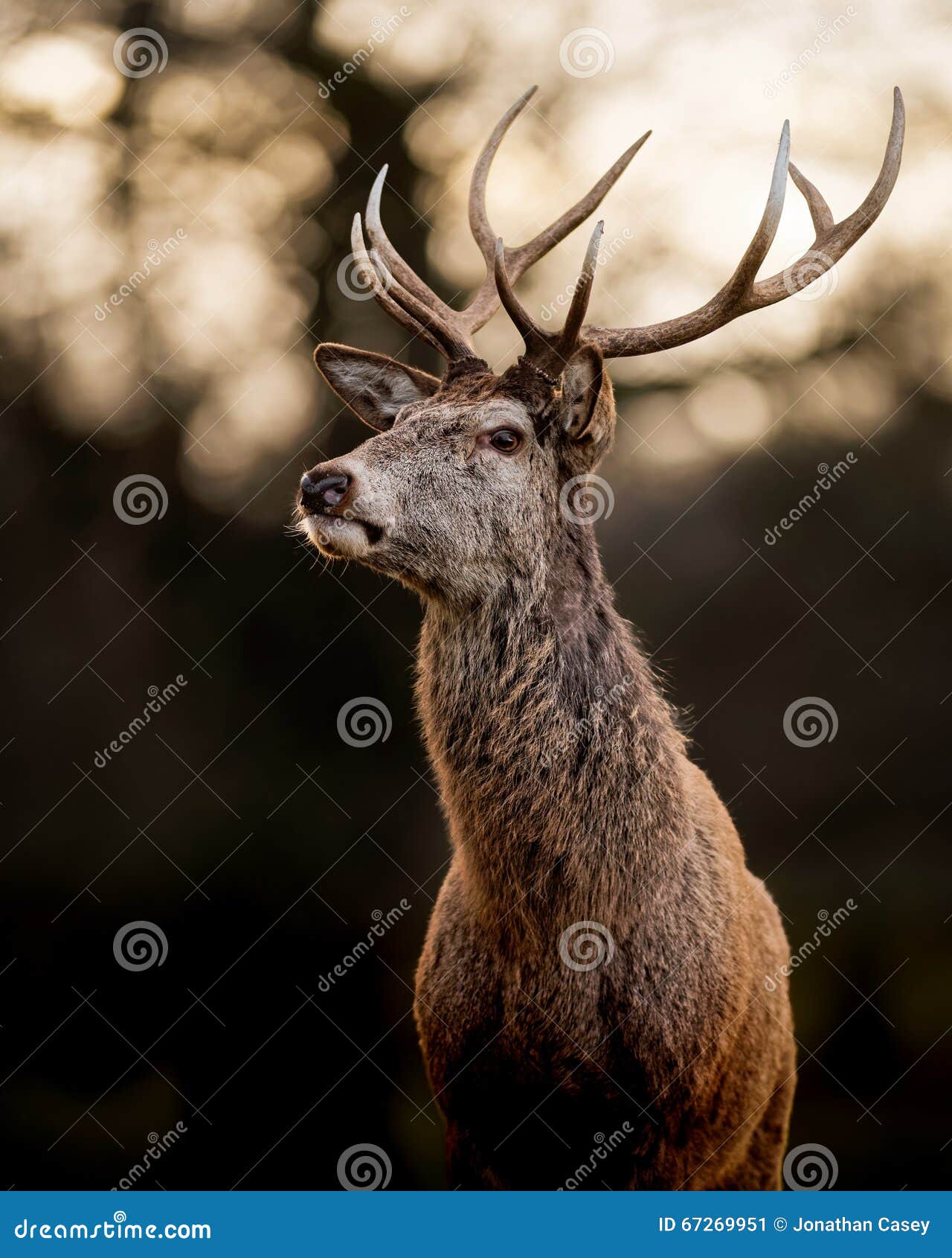red deer stag on dark background