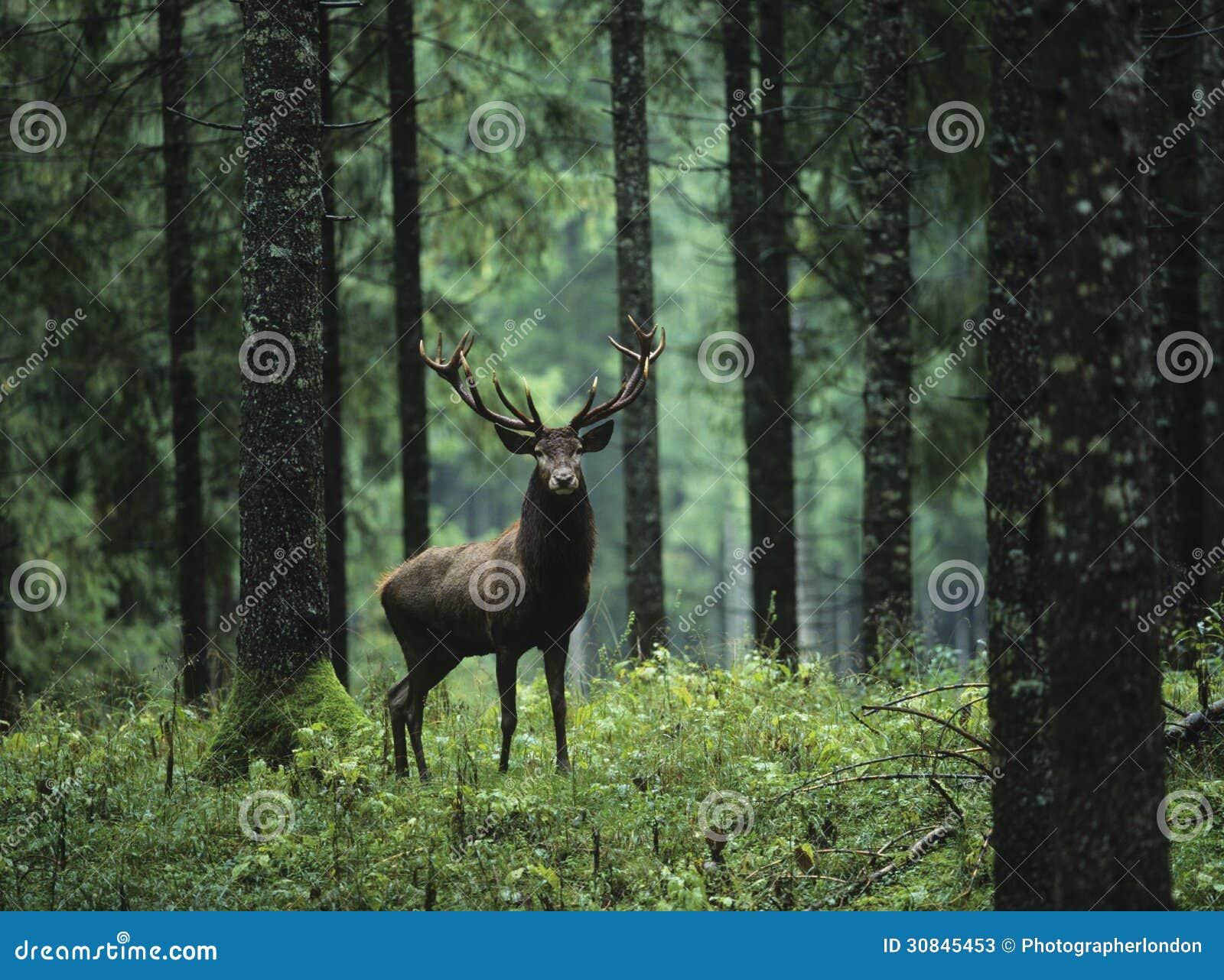 red deer stag in forest