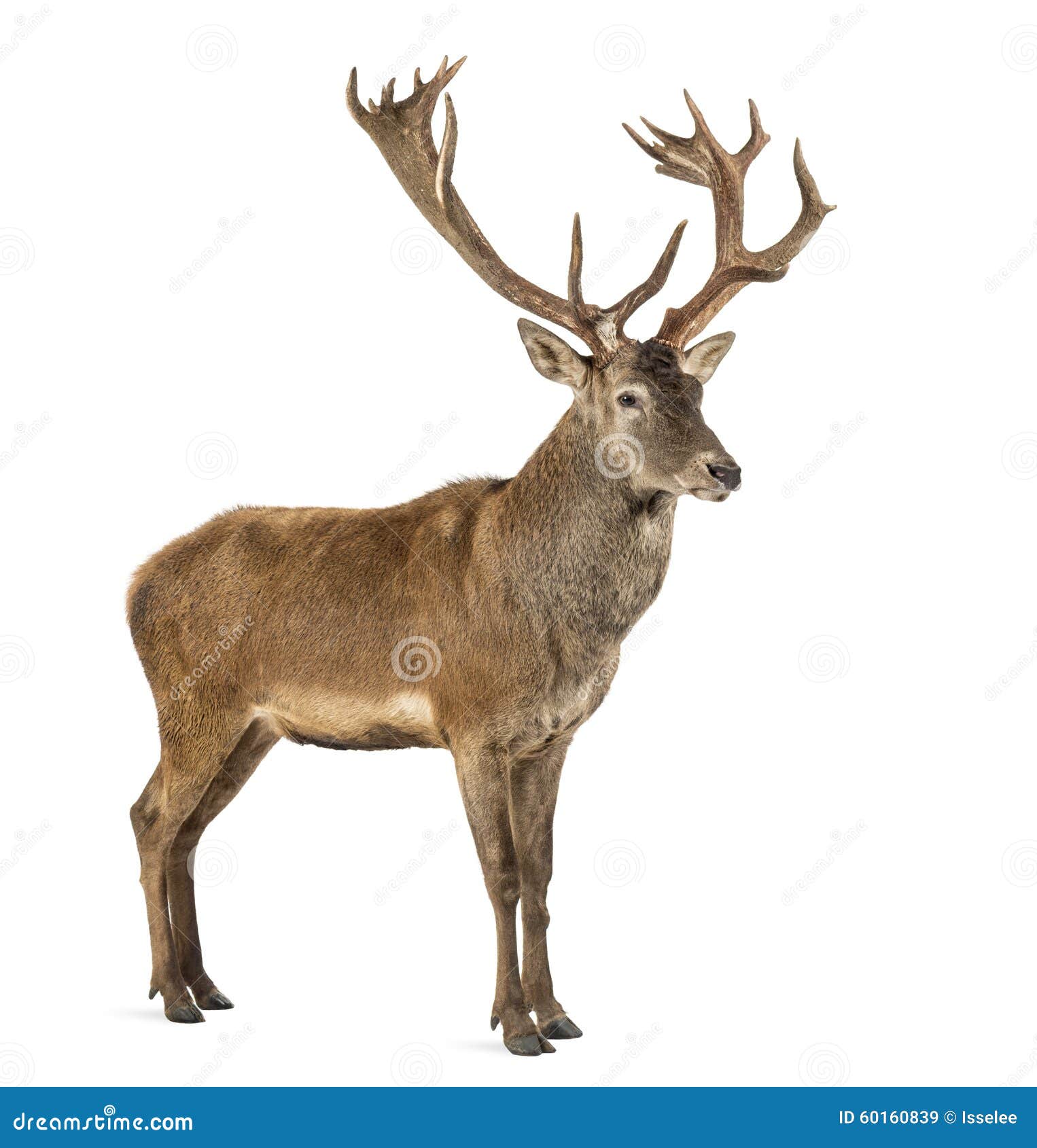 red deer stag