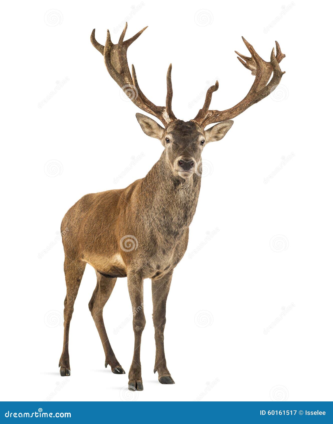 Red Deer Stag Walking On Glade With Forest In Background In Summer At