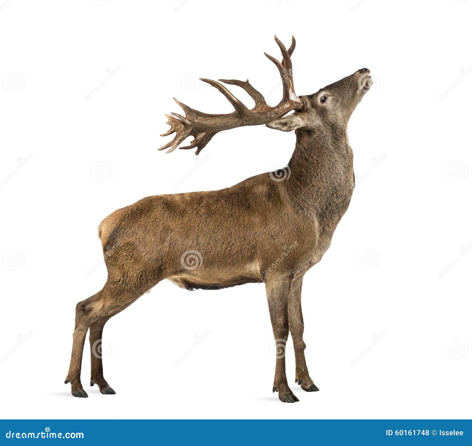 red deer stag